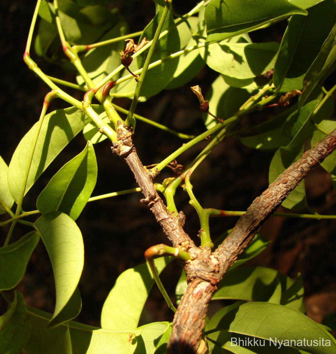 Derris parviflora Benth.